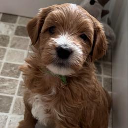 Blitson (Green) - Red  male Goldendoodle puppy in Newaygo, Michigan from West Michigan Doodles and Poodles