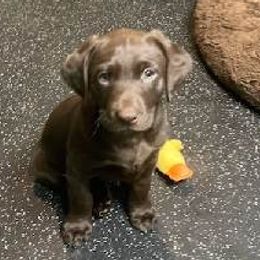 Boy 1 - Chocolate Labrador Retriever puppy in Sagle, Idaho from Little Shadow Retrievers