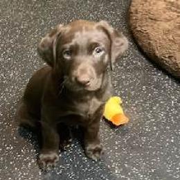 Boy 1 - Chocolate Labrador Retriever puppy in Sagle, Idaho from Little Shadow Retrievers
