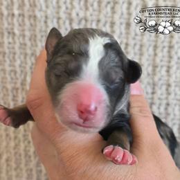 Boy 3 - Blue merle male Aussiedoodle puppy in Vinemont, Alabama from Cotton Country Kennels