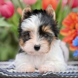 Girl 1 - Black tan and white female Biewer Terrier puppy in Lathrop, California from Forever Charmed