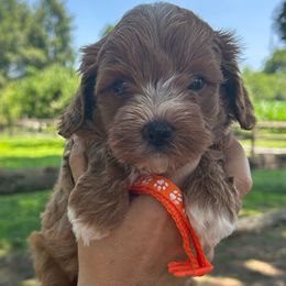 Orange Boy - male Cavapoochon puppy in Clementon, New Jersey from PitterPatterPuppiesNJ