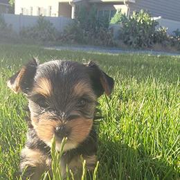 Brookie - Black and tan male Yorkshire Terrier puppy in Springville, Utah from Lundberg Yorkies