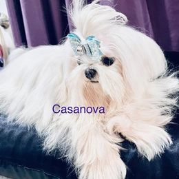 CASANOVA - Maltese