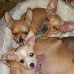 Chihuahuas from Billie's Chihuahuas