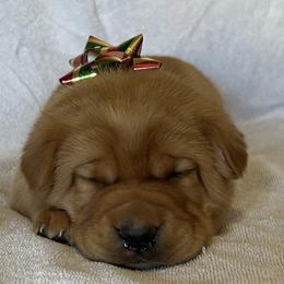 Tasha - Yellow female Labrador Retriever puppy in Alcester, South Dakota from Theresa Rhodes