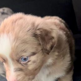 Maple - Red merle female Miniature Australian Shepherd puppy in Ringgold, Louisiana from Barrett's Buddies