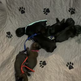 Shih Tzu puppies from The Ruff Life Tribe