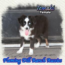 Temaki - Black tri female Toy Australian Shepherd puppy in Forestburg, Texas from Flaming Dill Ranch Aussies