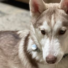 Siberian Huskies and Yorkshire Terriers from Swan City Puppies
