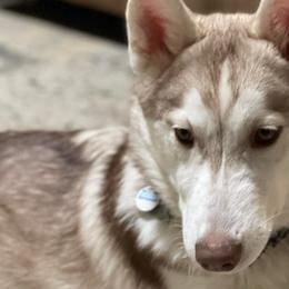 Siberian Huskies and Yorkshire Terriers from Swan City Puppies