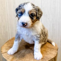 Edmund - Blue merle male Aussiedoodle puppy in Arlington, Washington from Doodle Love Laugh