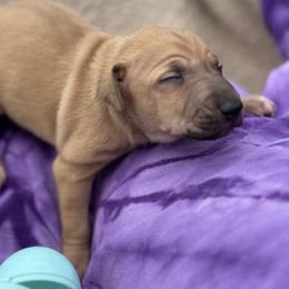 Marty - Fawn male Italian Greyhound puppy in Wilkes Barre, Pennsylvania from Laraz Pupz