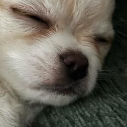 Gordie - Cream and white male Chihuahua puppy in Saint Joseph, Missouri from Life of Riley Chihuahuas
