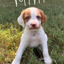 Mint Boy - Orange and white male Brittany puppy in Milner, Georgia from Hi-Hope Kennel