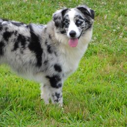 Bindi - Miniature Australian Shepherd
