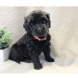 Miss Ruby - Black Portuguese Water Dog puppy in Grants Pass, Oregon from Rogue River Portuguese Water Dogs