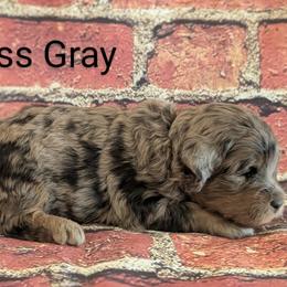 Miss Gray - Merle female Goldendoodle puppy in Lebanon, Pennsylvania from Robertson's Retrievers and Doodles