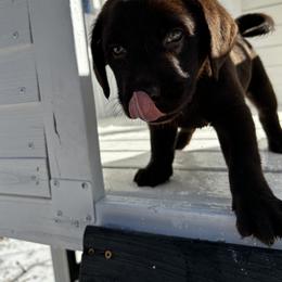 Labrador Retriever Puppies from Patton Premier Labs