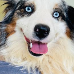 Frosty - Miniature American Shepherd