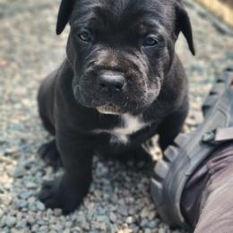 Cane Corso Puppies from Willow Creek Cane Corsos