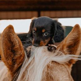 Australian Shepherds and Dachshunds from Grit N Grace Pups