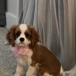 Cavalier King Charles Spaniel Puppies from Reflection Cavaliers