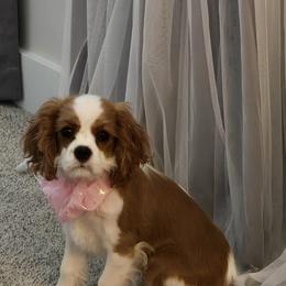 Cavalier King Charles Spaniel Puppies from Reflection Cavaliers