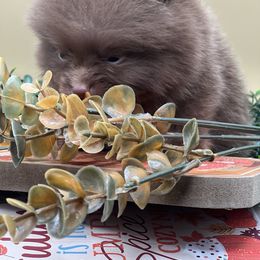 Teddy - Chocolate male Pomeranian puppy in Brentwood, California from Royalpawpoms