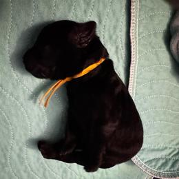 Sokka - Black male Goldendoodle puppy in Glen Daniel, West Virginia from Dani’s Doodles
