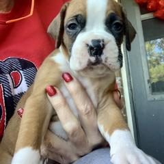 Boxer Puppies from Blueberry Hill Boxers