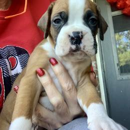 Boxer Puppies from Blueberry Hill Boxers