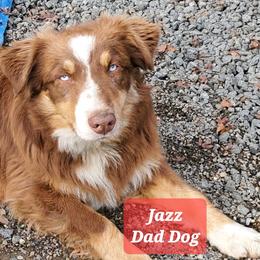Dill - Red tri-color female Australian Shepherd puppy in Cottage Grove, Oregon from Farmstead Aussies