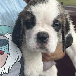 Saint Bernard Puppies from Misstree’s St. Bernards