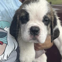 Saint Bernard Puppies from Misstree’s St. Bernards
