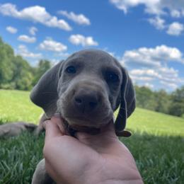 Mr. Tumnus - Silver gray male Weimaraner puppy in Granite Falls, North Carolina from Pups and Pastures- Weimaraners