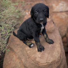 Aussiedoodle and Leopardoodle Puppies from A Puppy Crush