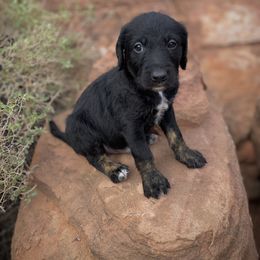 Aussiedoodle and Leopardoodle Puppies from A Puppy Crush