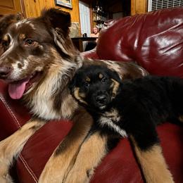 Australian Shepherd Puppies from McElroy Homestead Austrailian Shepherds