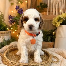 Trenton - Parti male Goldendoodle puppy in Pleasant Grove, Utah from Destination Doodles