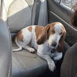 Lucy - Basset Hound