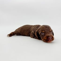 Mattie - Chocolate female Dachshund puppy in Waddell, Arizona from Neu Doxies