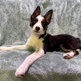 Border Collie Puppies from Wandering Meadows Farm