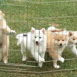 Icelandic Sheepdog Puppies from Valhalla Icelandic Sheepdogs