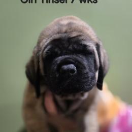 Girl 1 - Fawn female Mastiff puppy in Lake Villa, Illinois from Kharisma Mastiffs