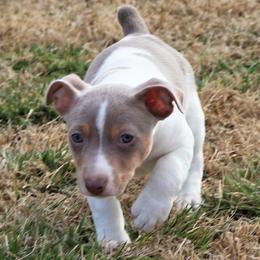 Teddy Roosevelt Terrier Puppies from Travelin' Man Terriers