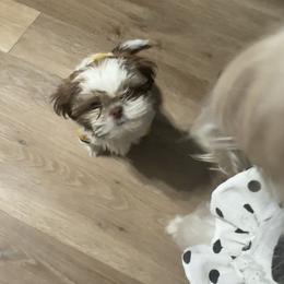 Shih Tzu and Yorkshire Terrier All Grown Up from Empire Yorkies