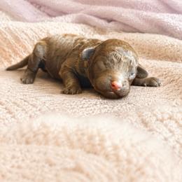 Albert - Chocolate male Goldendoodle puppy in Millville, California from Hope Lane Kennels