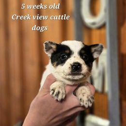 Boy 2 - Blue mottled male Australian Cattle Dog puppy in Monroe, North Carolina from Creek View Cattle Dogs