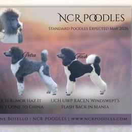Poodle puppies from NCR Ranch